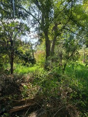 Welcome to the jungle 