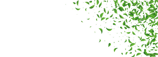 Lime Leaves Realistic Vector Panoramic White