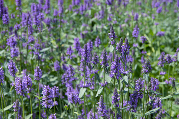 Obraz premium Beautiful blooming lavender field backgroundhorizontal, springtime, agriculture, luxury, sunlight, sunset, lavande, outdoors, fragrance, farm, france, aromatherapy, valensole, tranquil, lines, banner,