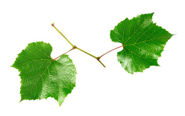 Two leaves of green grapes isolated on white background