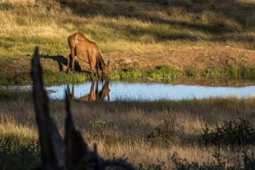 elk drinking in a meadow
