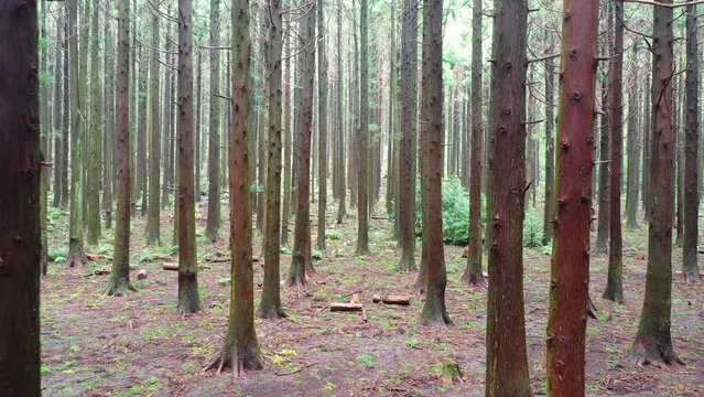 [korea drone footage] Jeju island landscape, Mountain, forest road, Redwood