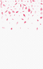 White Flower Vector Transparent Background. Peach