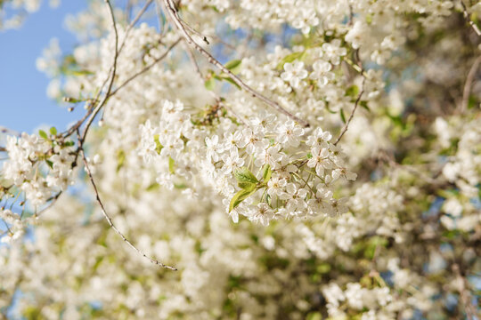 Blooming cherry branches with white flowers close-up, background of spring nature. Macro image of vegetation, close-up with depth of field. © Анна Маркина