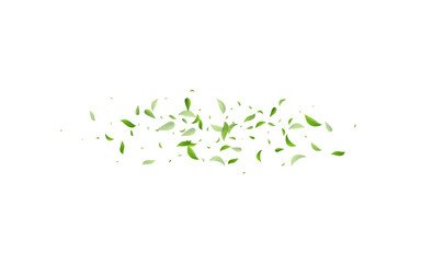 Green Leaves Swirl Vector White Background