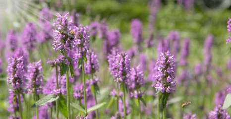 Fototapeta premium Beautiful blooming lavender field backgroundhorizontal, springtime, agriculture, luxury, sunlight, sunset, lavande, outdoors, fragrance, farm, france, aromatherapy, valensole, tranquil, lines, banner,