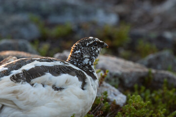 Obraz premium Close-up portrait of a Rock ptarmigan during a beautiful sunset in Kiilopää fell, Northern Finland. 