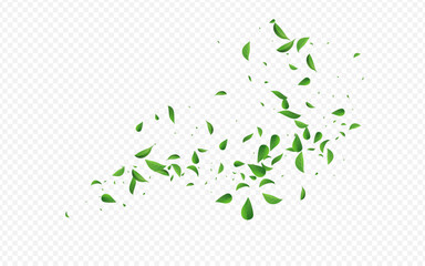 Green Foliage Fly Vector Transparent Background
