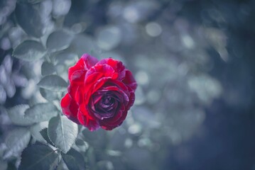 Red Rose. Soft focus flowers- blurred background