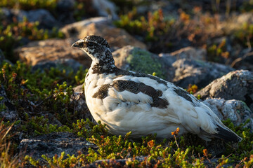 Rock ptarmigan walking during a summery sunrise in Urho Kekkonen National Park, Northern Finland	