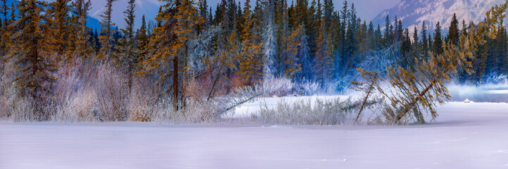 winter forest on a cold morning