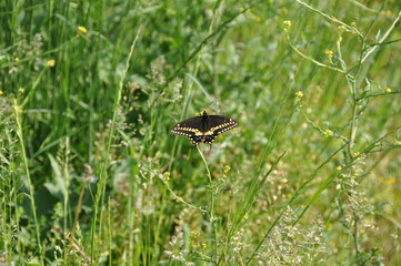 Butterfly in green
