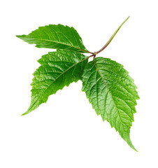 Three green leaves isolated on white background
