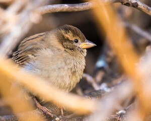 A Sparrow is Hiding in a Leafless Tree from Its Visitors