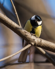 Fototapeta premium A Great Tit Sitting on a Branch and Preparing to Enjoy Its Prey
