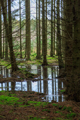 Flooded spruce forest