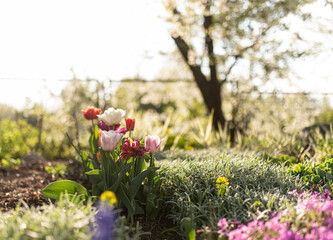 flowers in the garden, sunny morning in country garden, colorful tulips