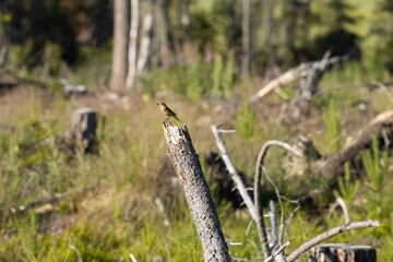 Common redstart perched on a dead tree on a clear cut area near Kuusamo, Northern Finland