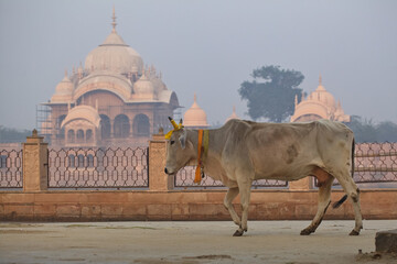 sacred cow in India in front of the temple