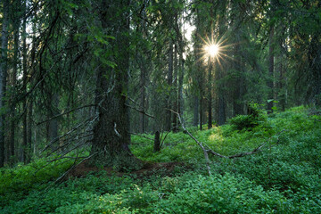 An old-growth summery taiga forest in Närängänvaara near Kuusamo, Northern Finland	
