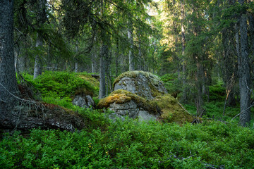 A summery and lush old-growth forest scenery with a large boulder in Närängänvaara near Kuusamo,...