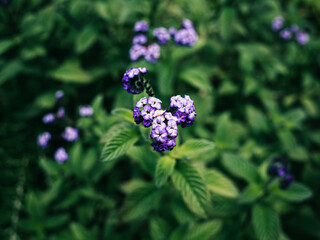 purple flowers in the garden