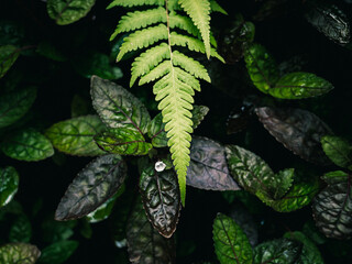 Fern leaf