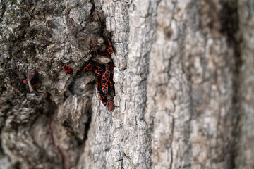 Wood texture with little red bugs 