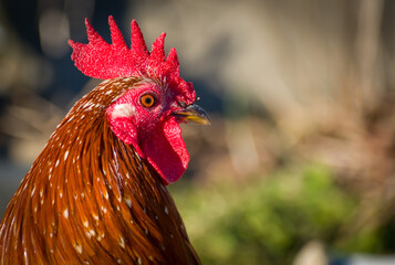 rooster in the farm