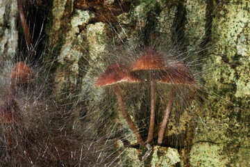 Bonnet mold growing on a mushroom as a parasitic mold. Shot in a boreal forest in Estonia, Northern Europe.