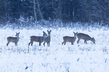 A herd of Roe deer feeding on a snowy field on a winter evening in Estonia, Northern Europe