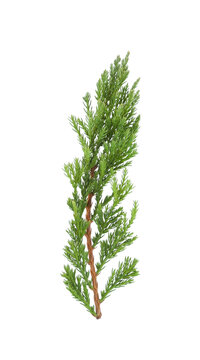 Savin juniper (Juniperus sabina) branch isolated on white background