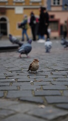 sparrow in the city