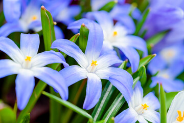 Called Glory of the Snow because they bloom so incredibly early in spring. Bright blue flowers with a white center are care-free and will naturalize easily.