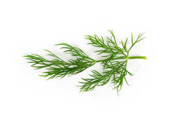Fresh green dill isolated on white background.