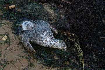 Dead seagull, 