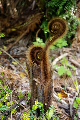 Nature Nouvele-Zélande