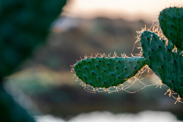 Cactus plants during sunrise with beautiful sun rays in between