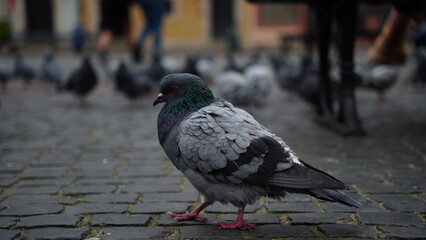 pigeons on the street