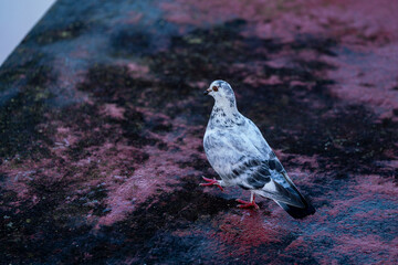 pigeon dove portraits close-up view 