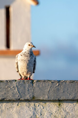 pigeon dove portraits close-up view 