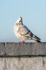 pigeon dove portraits close-up view 