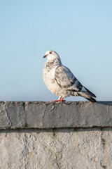 Obraz premium pigeon dove portraits close-up view 