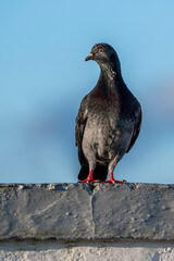 pigeon dove portraits close-up view 