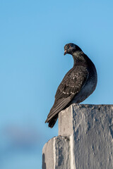 pigeon dove portraits close-up view 
