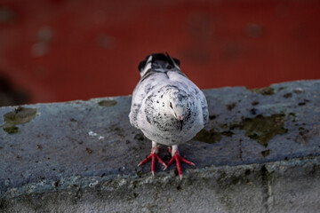 pigeon dove portraits close-up view 