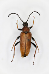 Red-brown Longhorn Beetle (Anoplodera rubra), a 50 years old specimen from beetle collection.