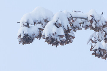 Dry Common ash seeds, that are the type of fruit known as samara, on a wintry day in Estonia, Northern Europe