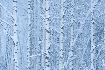 Silver birch trees covered with snow during a misty winter evening in rural Estonia, Northern Europe