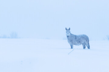 A lonely old horse standing on a snowy field on a misty evening in rural Estonia, Northern Europe